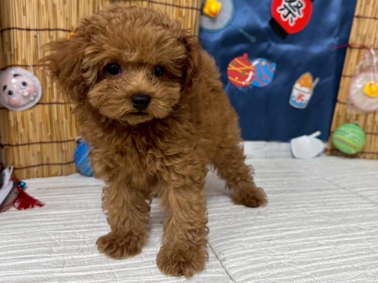 animal_image