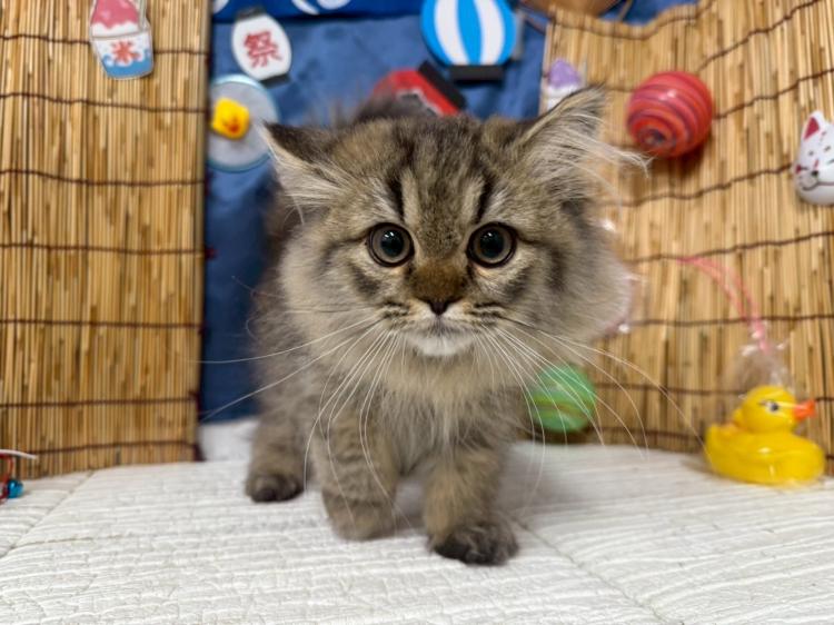 animal_image