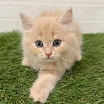 animal_image