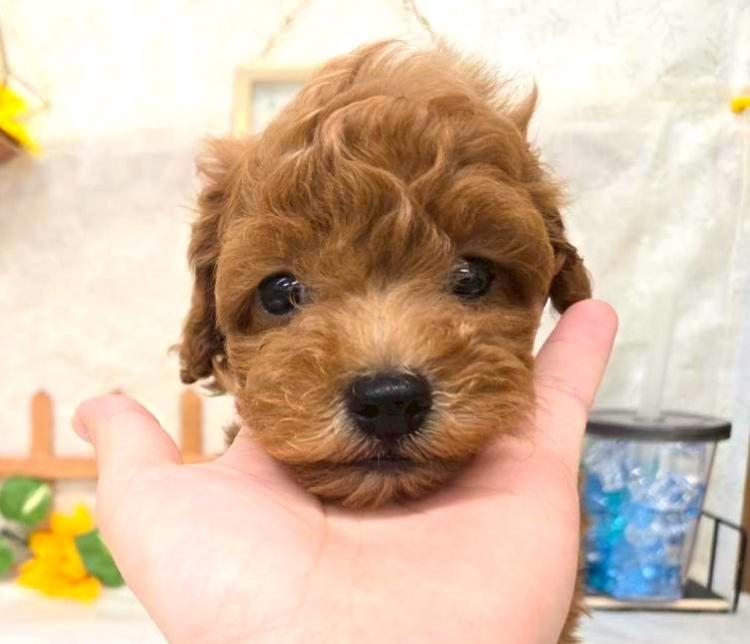 animal_image