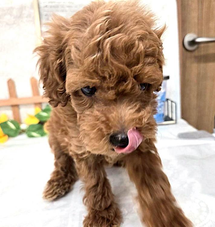 animal_image