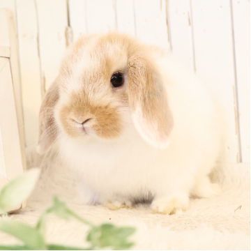 animal_image