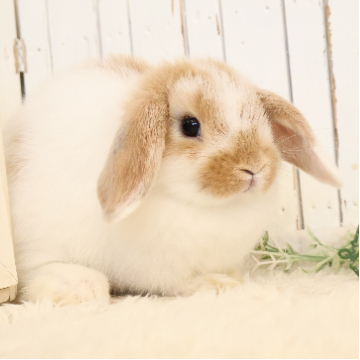 animal_image