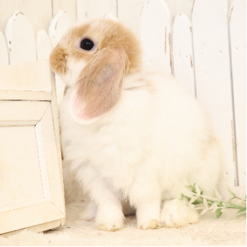 animal_image