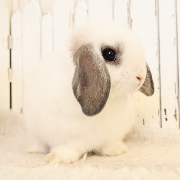 animal_image