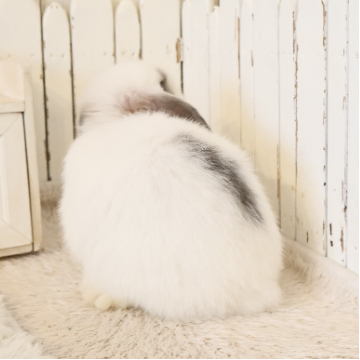 animal_image