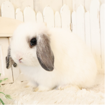 animal_image