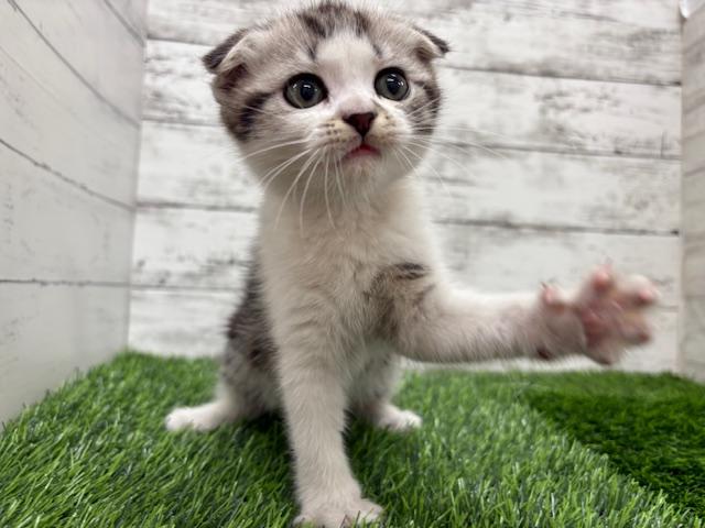 animal_image