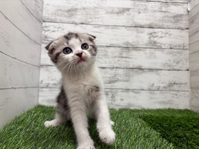 animal_image