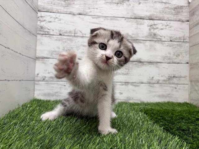 animal_image