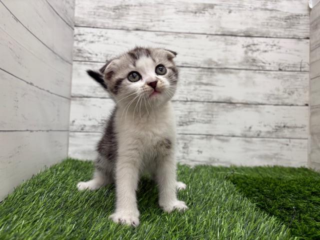 animal_image
