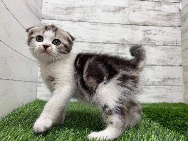 animal_image