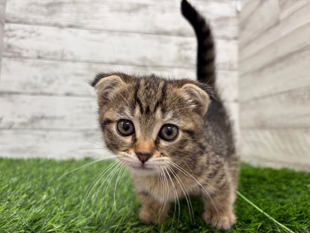 animal_image