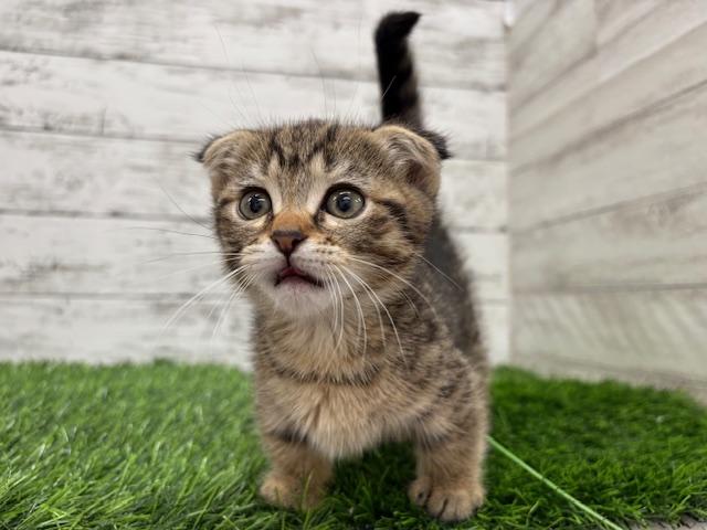 animal_image