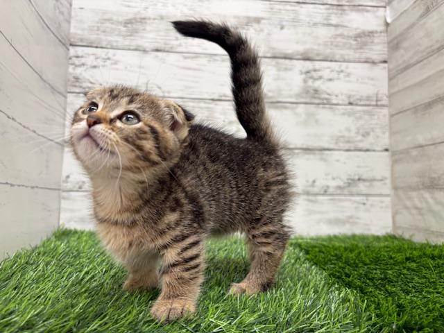 animal_image