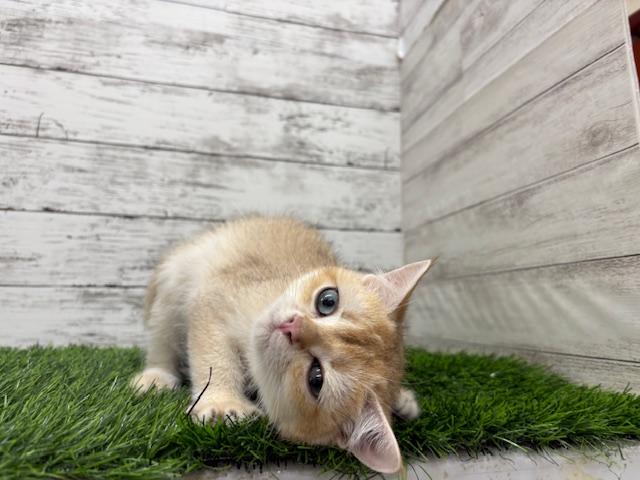 animal_image