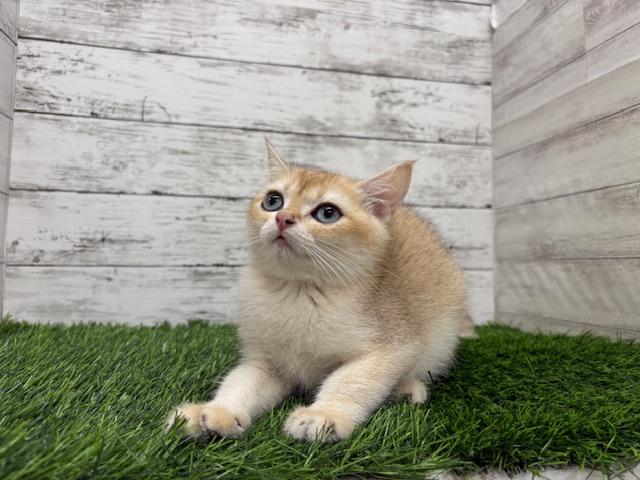 animal_image