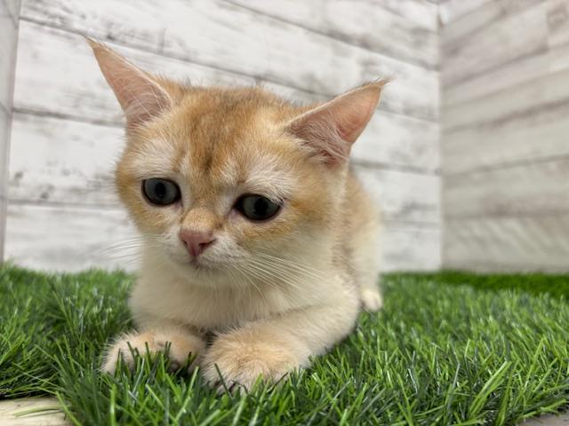 animal_image
