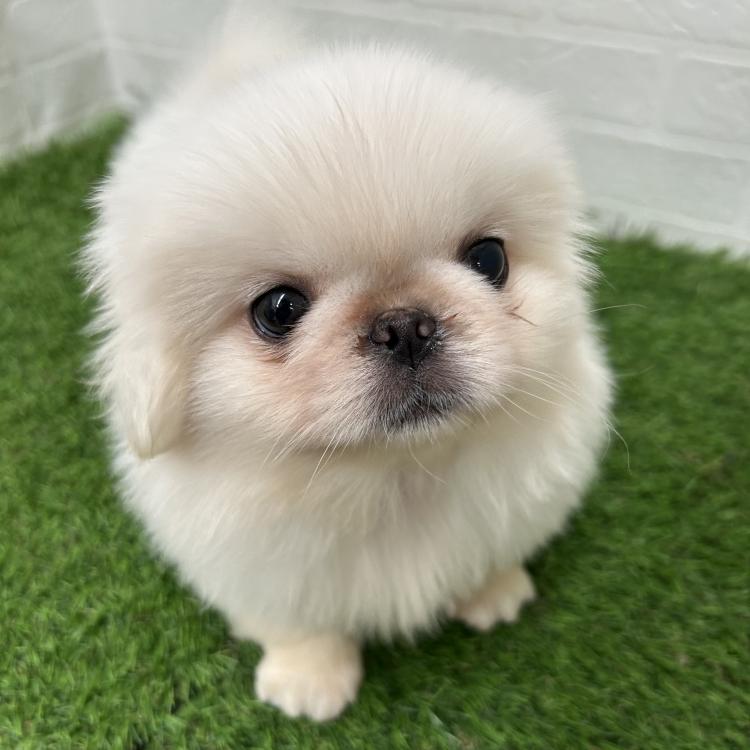 animal_image