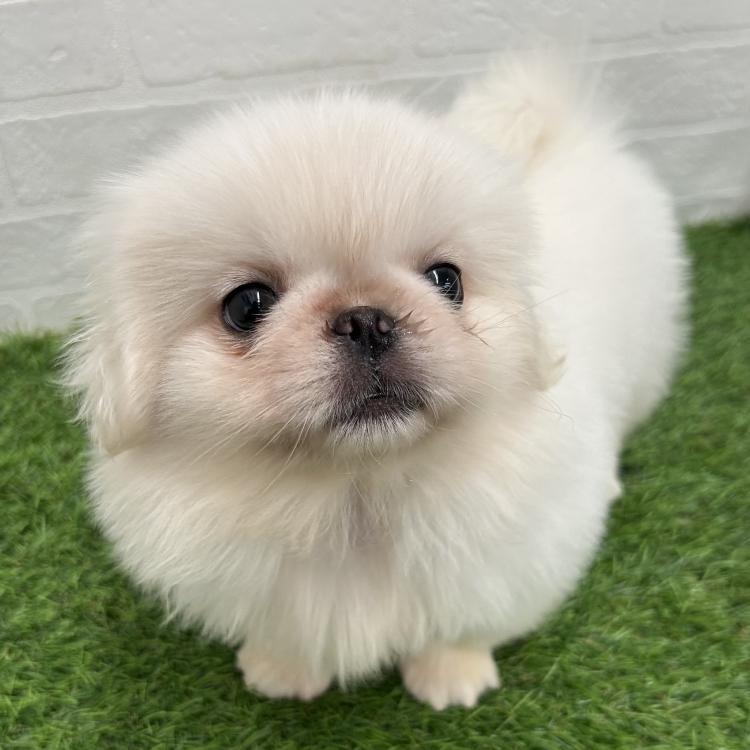animal_image
