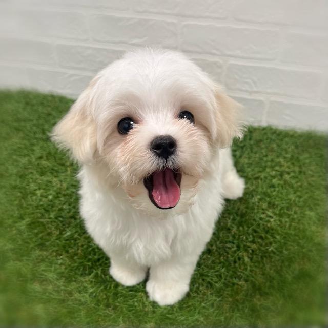 animal_image
