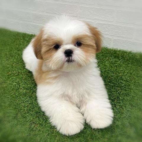animal_image