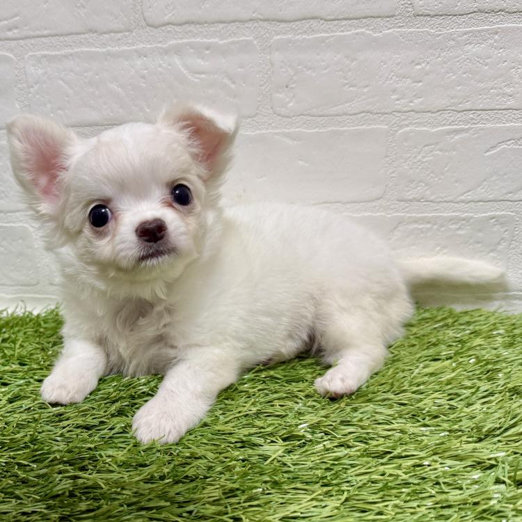 animal_image