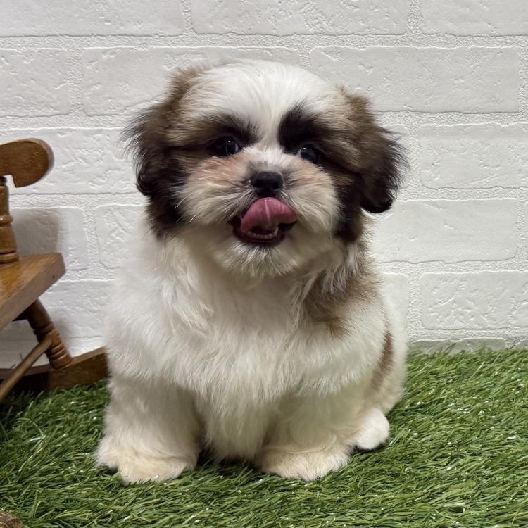 animal_image