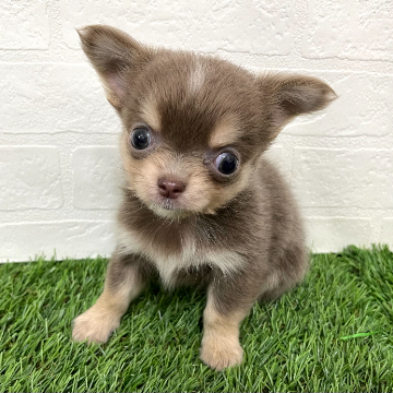animal_image