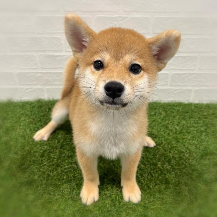 animal_image