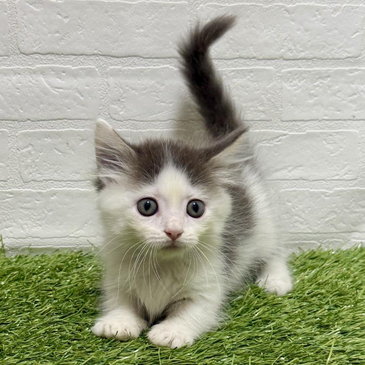 animal_image