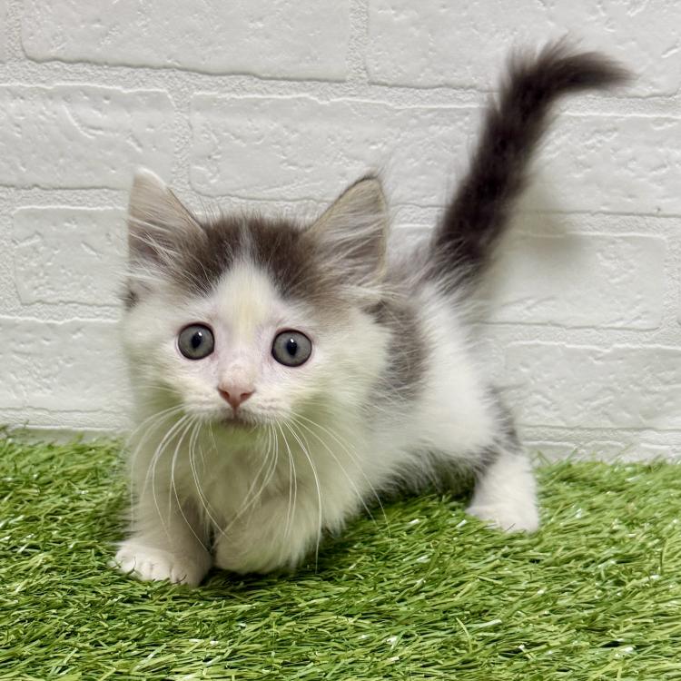 animal_image