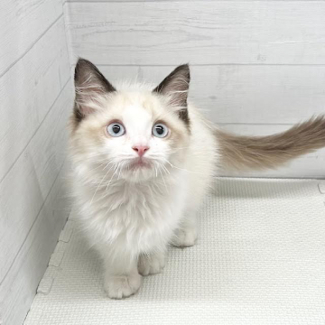animal_image