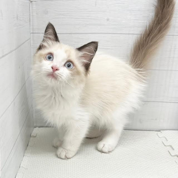 animal_image