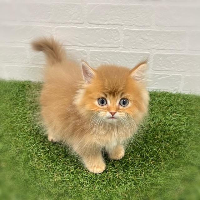 animal_image