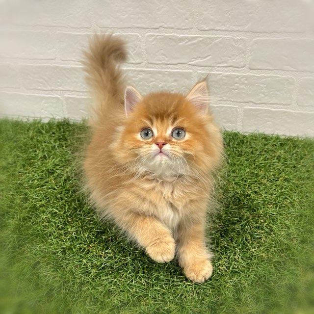 animal_image