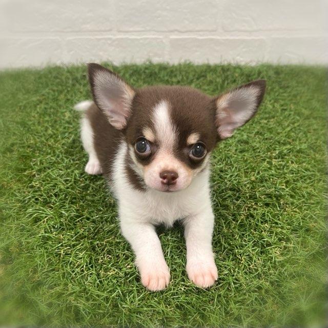animal_image