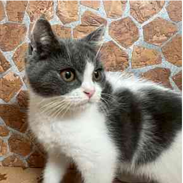 animal_image