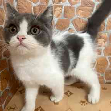 animal_image