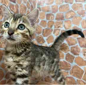 animal_image