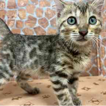animal_image