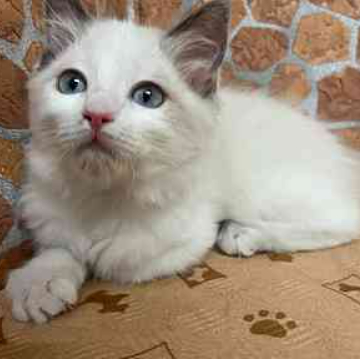 animal_image