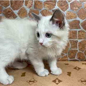 animal_image