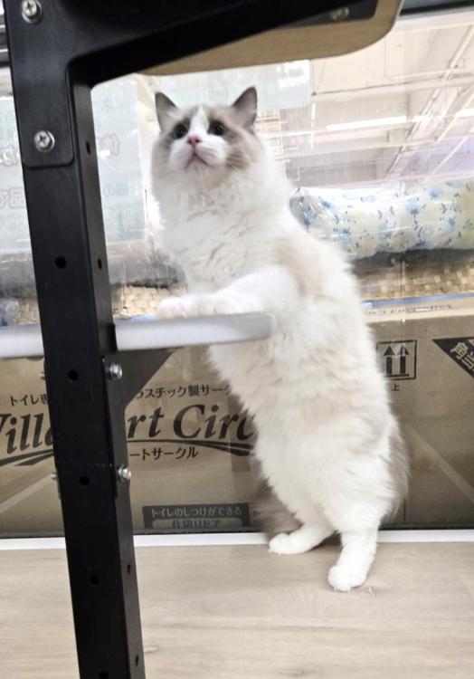 animal_image