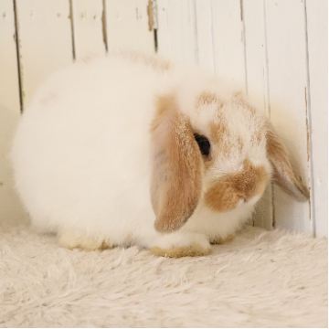 animal_image