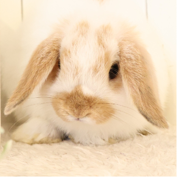 animal_image