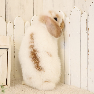 animal_image