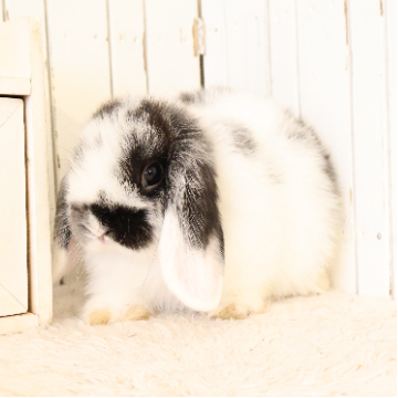 animal_image