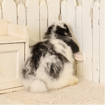 animal_image