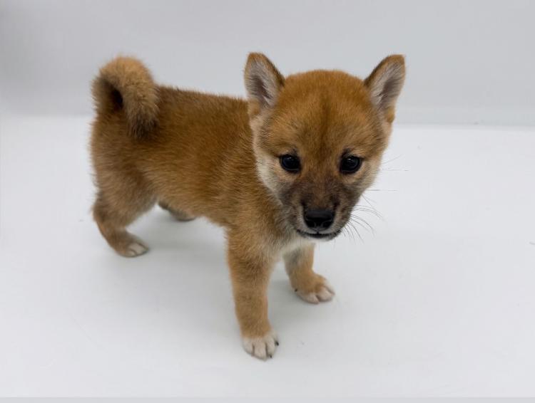 animal_image